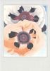 �� ¿��Ū�����ɡ۹��ʼ� Caspari�� ���꡼�ǥ��󥰥�����/GeorgiaO'Keeffe 14.8��10.5cm ���������