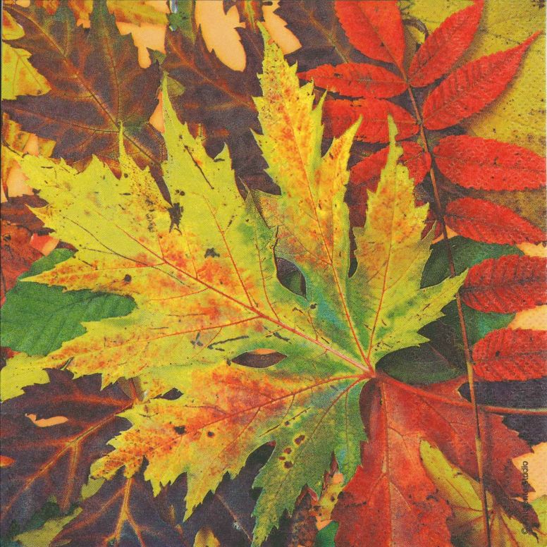 �ڽ����ܥ��˥����Ambiente �ڡ��ѡ��ʥץ���/Fall Festival��L������ 20�������