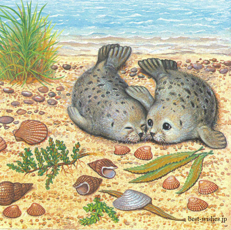 �ڥ����饷�������ơ��ѡ��ƥ�����Ambiente �ڡ��ѡ��ʥץ���/Seal��L������ 20�������