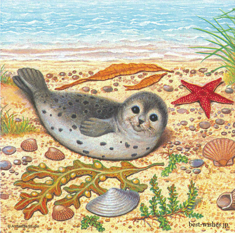 �ڥ����饷�������ơ��ѡ��ƥ�����Ambiente �ڡ��ѡ��ʥץ���/Seal��L������ 20�������