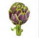�ڥܥ��˥���ۥɥ����� PPD �ڡ��ѡ��ʥץ���/Artichoke��L������ 20�������