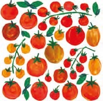 ڤ ܥ˥ۥɥ PPD ڡѡʥץ/Traceys PomodorL 20