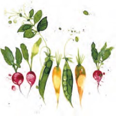 ڤ ܥ˥ۥɥ PPD ڡѡʥץ/GreenVegetableL 20