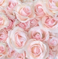 �ڲ֡ۥɥ����� PPD �ڡ��ѡ��ʥץ���/Rose Dream��L������ 20�������