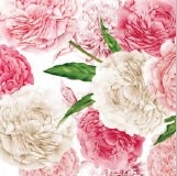 �ڲ֡ۥɥ����� PPD �ڡ��ѡ��ʥץ���/Peonies��L������ 20�������