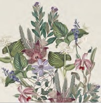 �ڲ֡ۥɥ����� PPD �ڡ��ѡ��ʥץ���/Antiqua��L������ 20�������