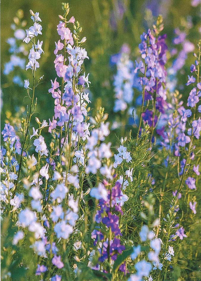 �ڲ�����͢���ݥ��ȥ����ɡۥɥ��� Gollong�ʥ�������귿������  ������