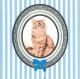 �ڥͥ����֥롼���ѡ��ƥ����ۥɥ����� PPD �ڡ��ѡ��ʥץ���/Feline Deluxe Blue��L������ 20�������