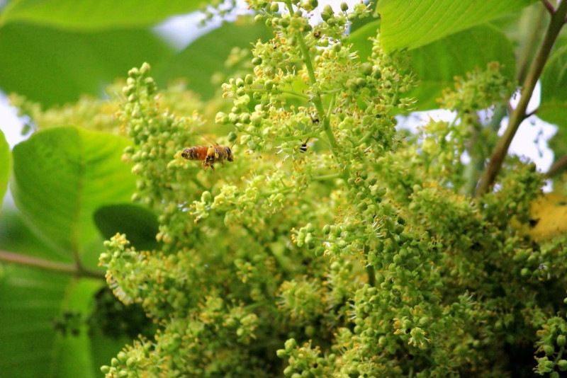 【お一人様2本まで】 会津産 漆はちみつ 100g  【割引対象外】