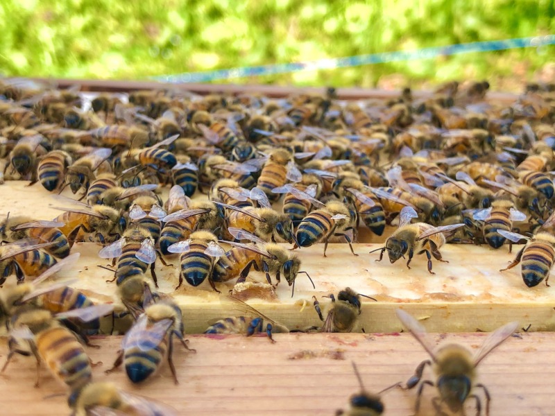 【お一人様2本まで】 会津産 漆はちみつ 100g  【割引対象外】