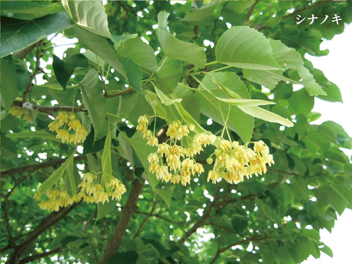 【アウトレット5%OFF】 北海道産はちみつ ぼだいじゅ 180g