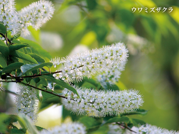 会津産はちみつ 上溝桜 850g