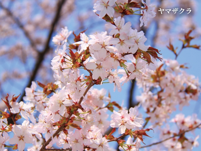 国産はちみつ 山桜 850g