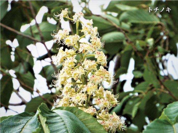 国産はちみつ 栃の花 180g