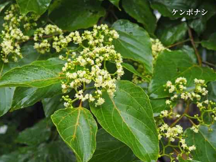 国産はちみつ レーズン ボトルタイプ 180g