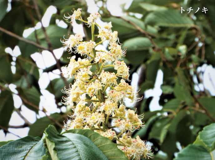 国産はちみつギフト(栃の花40g、きはだ40g、そば40g)(イタリア製紙箱)