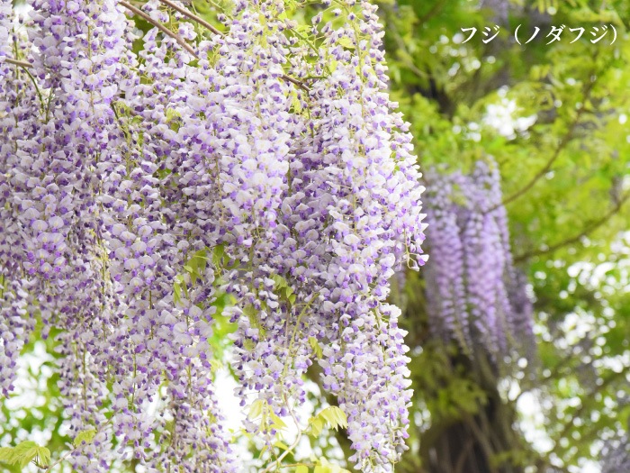 会津産はちみつ ふじの花 180g