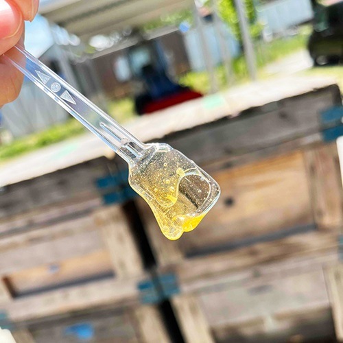 【採れた日に瓶詰して出荷】会津産はちみつ 「昨日採れた蜜  ～初夏の蜜～」 100g【数量限定/お一人様3本まで】