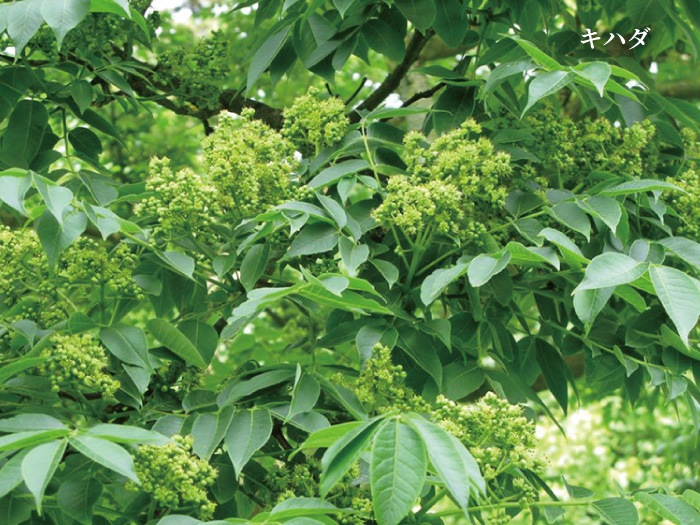 【2025年新蜜】JONA認証 有機はちみつ　きはだ  850g