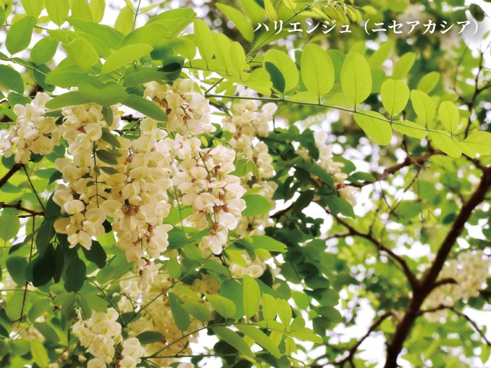 国産はちみつ　はりえんじゅ　ボトルタイプ　180g