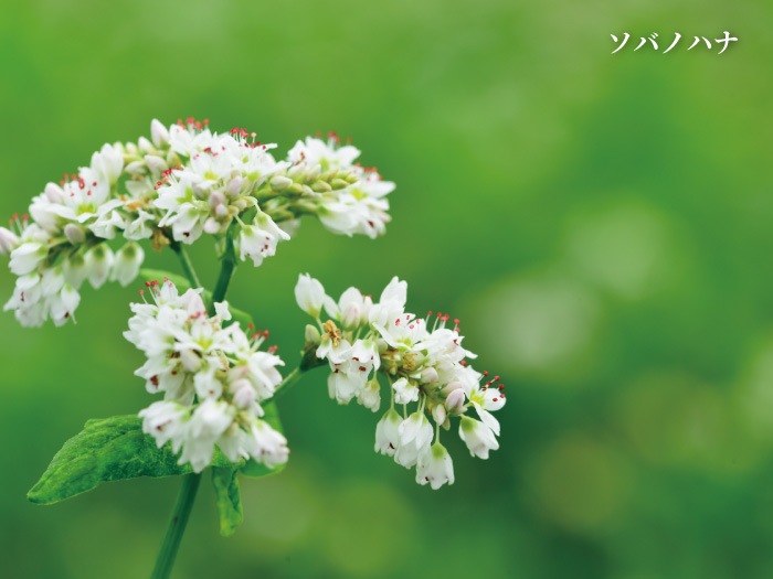 国産はちみつ そばの花 180g