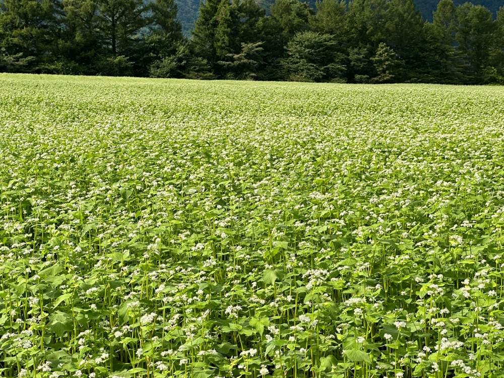 国産はちみつ そばの花 180g