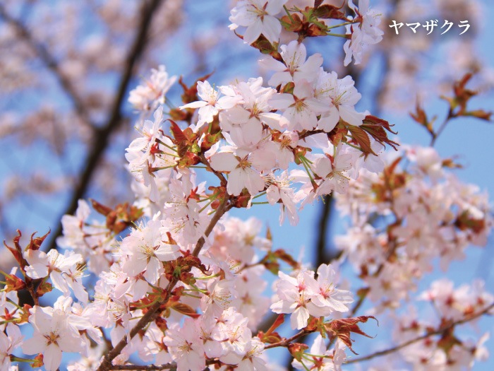 【2026年新蜜】国産はちみつ　山桜 180g