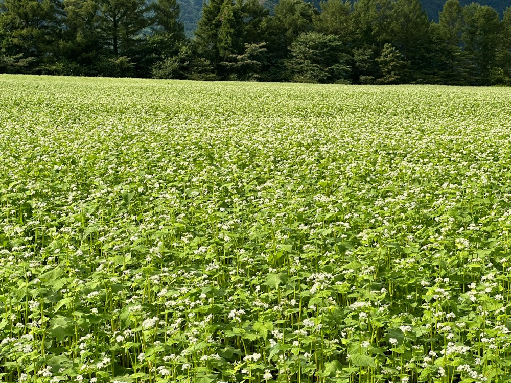 国産はちみつ そばの花 40g