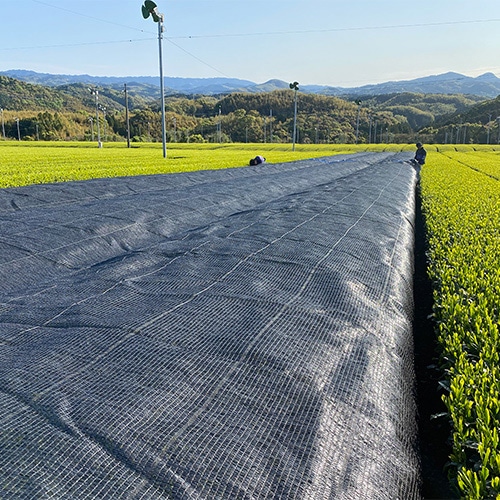 八女茶お試しセット2g （特上煎茶、上煎茶、ティーバッグ） | 普通蒸し