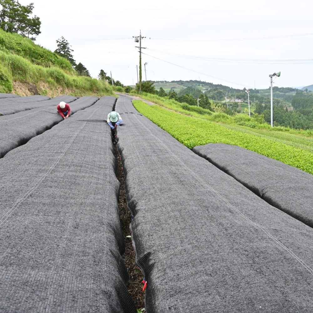 掛川かぶせ茶100ｇ×3袋