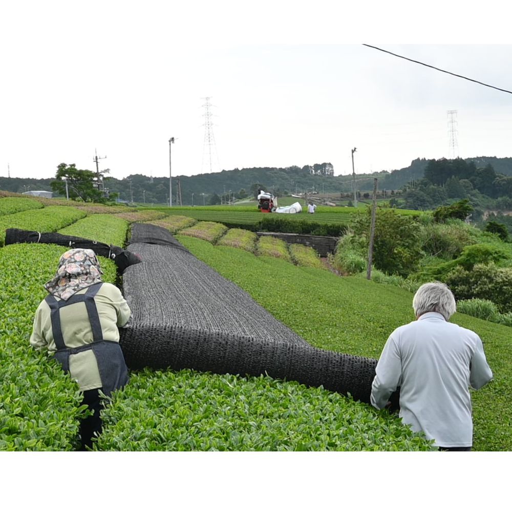お徳用 掛川かぶせ茶 100g×6袋