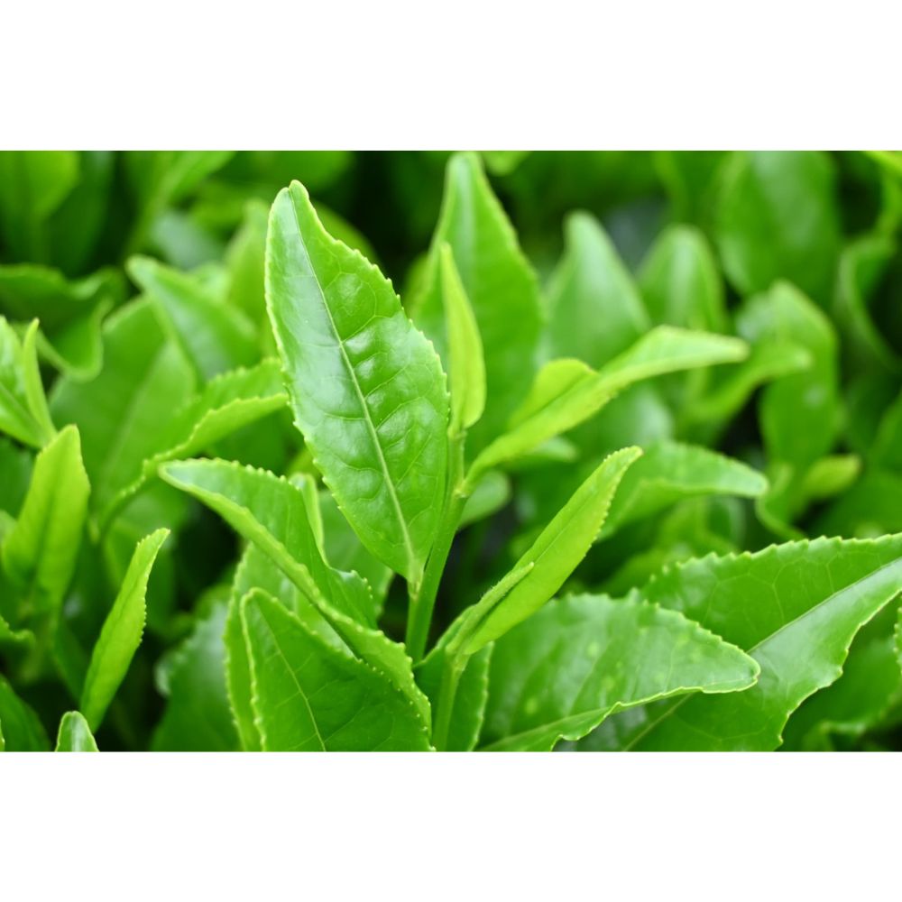 お徳用 掛川かぶせ茶 100g×6袋