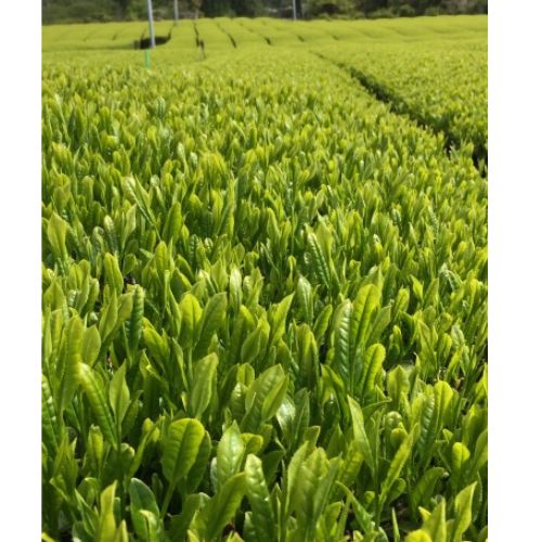 縁【えん】マグカップで淹れるプレミアムなティーバッグ