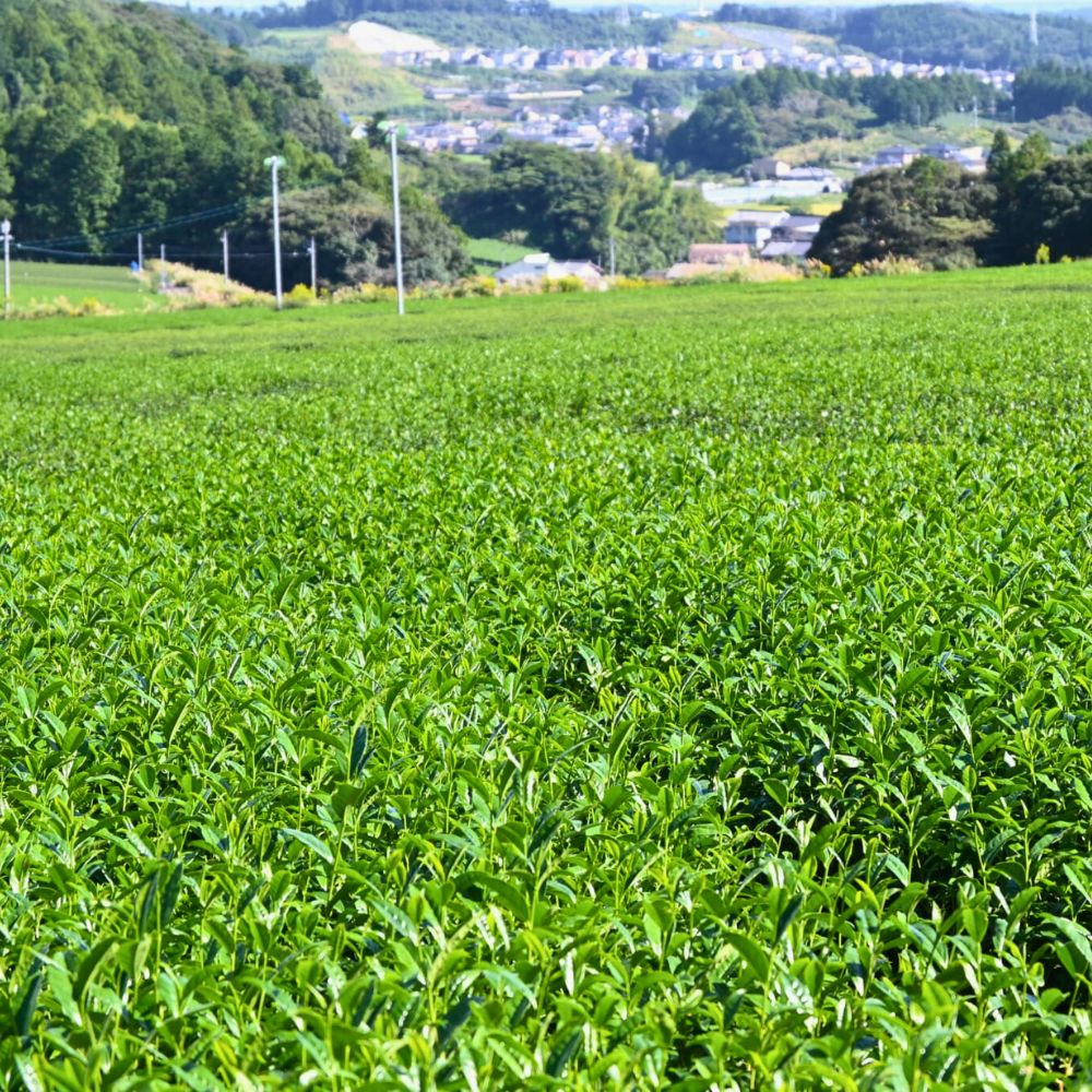 掛川産深蒸し茶 初摘み100ｇ×3本