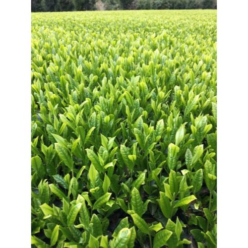 大地の茶 【中蒸し一番茶 静岡 富士市 茶葉 100g×5袋】