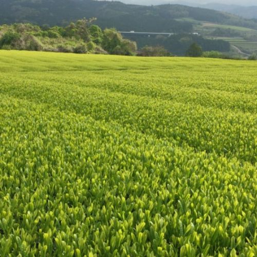 大地の茶 【中蒸し一番茶 静岡 富士市 茶葉 100g×5袋】