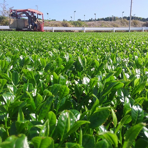 霧島茶　浅蒸し煎茶(上)