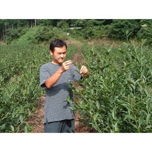 普通蒸し二番茶 静岡 特別栽培べにふうきティーバッグ2.5ｇ×20個×3袋