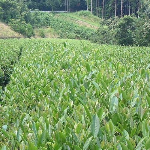 普通蒸し二番茶 静岡 特別栽培べにふうきティーバッグ2.5ｇ×20個×3袋