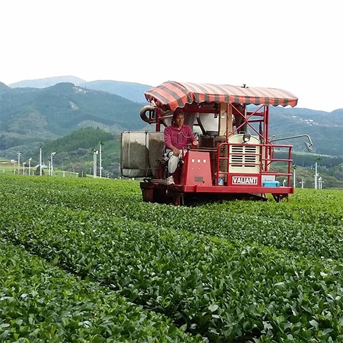 霧島茶 煎茶ティーパック | 深蒸し茶 | 日本茶専門のオンライン