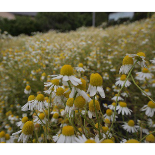 カモミールブレンド　~　リラックスハーブティー