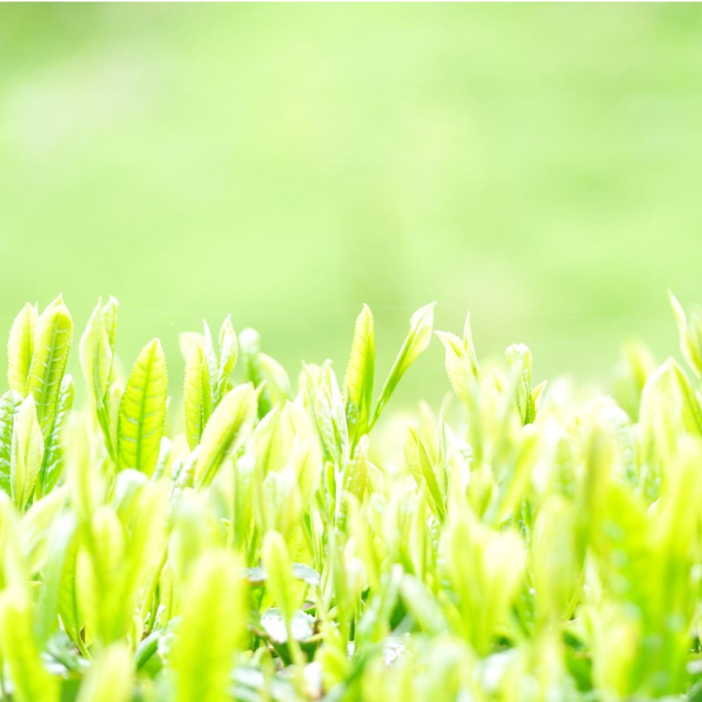 【新緑の味わい】新茶　やぶきた　100g平袋入