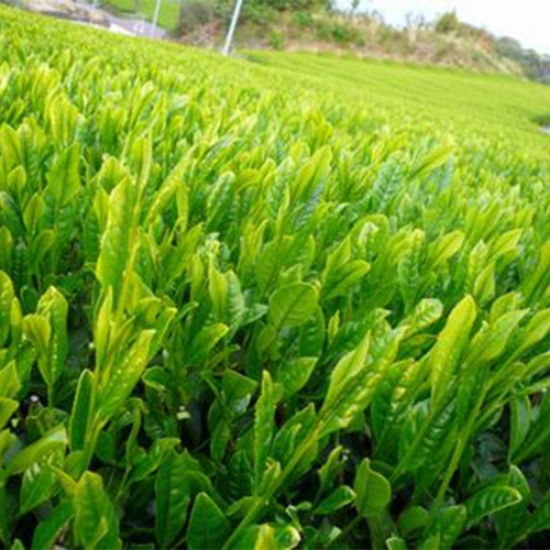 ネコポス便（全国一律） 静岡（森町産）深蒸し茶 100g ３本セット（荒茶仕上げ）