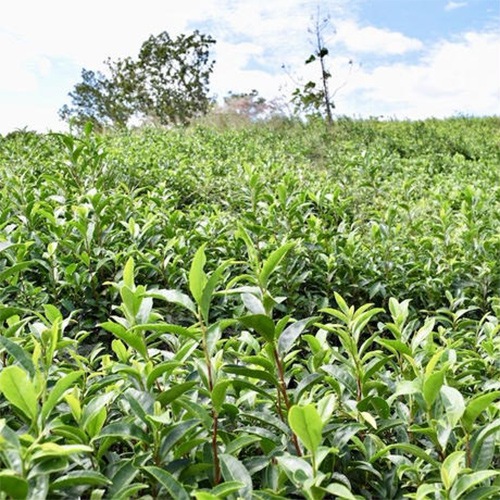 ほうじ茶　（30ｇ）