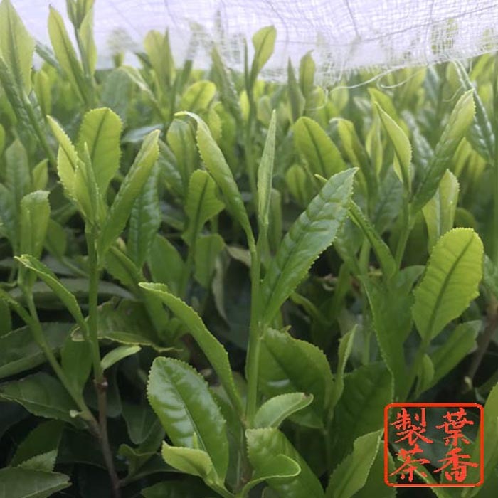 大和上煎茶 100g