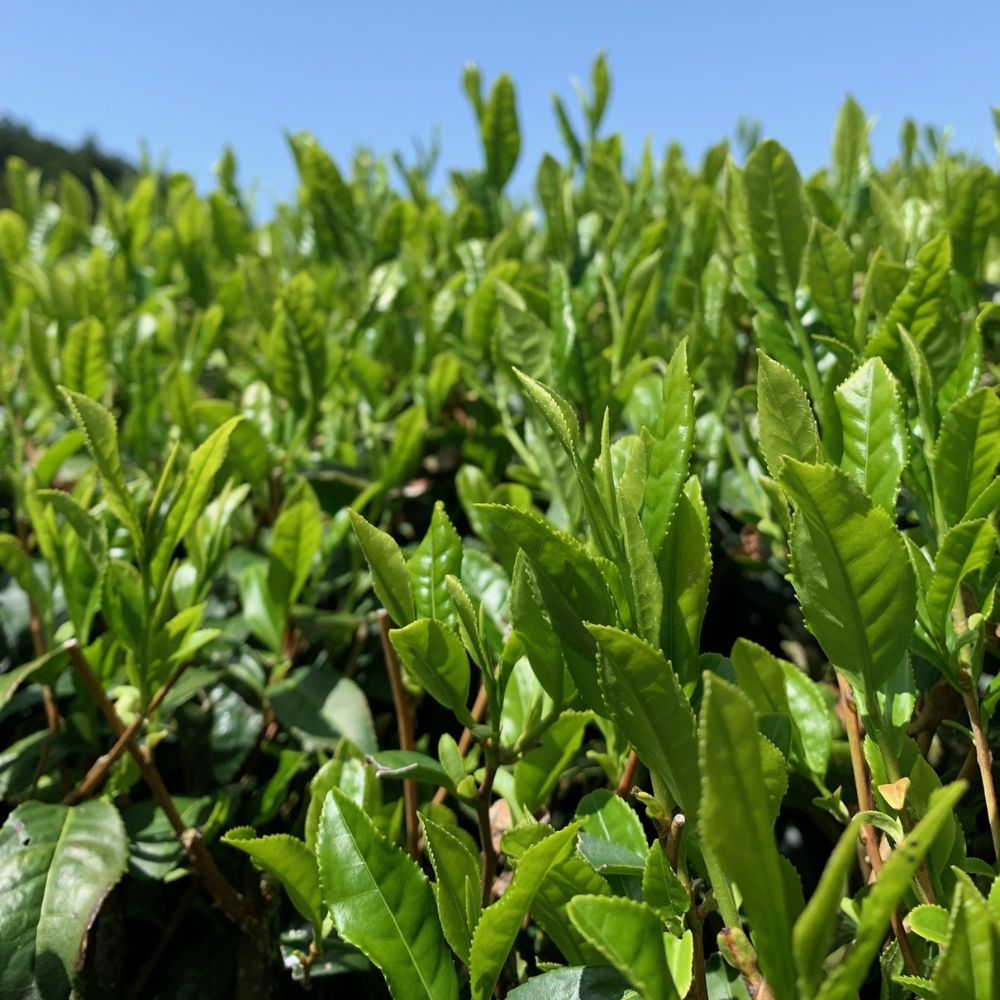 ほうじ茶ティーバッグ 3g×15個入(糸つき)