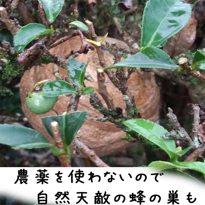 大和焙じ番茶 100g