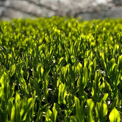 八女茶 特上煎茶 100g×1袋 | 普通蒸し茶 | 日本茶専門のオンライン