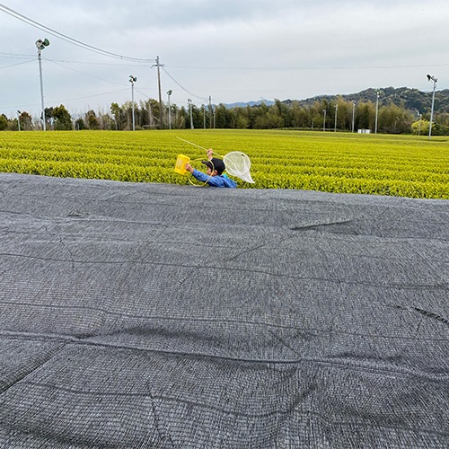 八女茶　特上煎茶 100ｇ×3袋