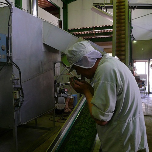 ネコポス便（全国一律） 静岡（森町産）飲み比べセット	高級煎茶・上煎茶・やぶきた茶　100ｇ3本セット